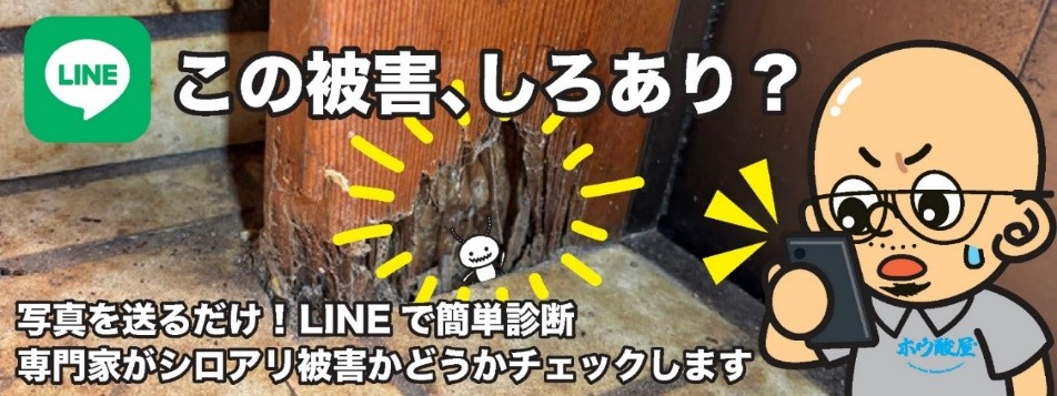 日本ボレイト