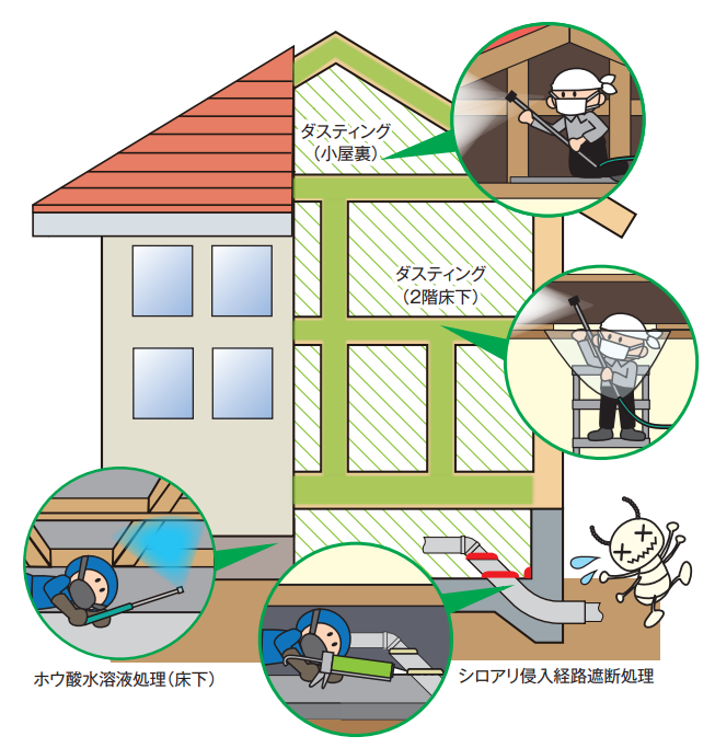 日本ボレイト