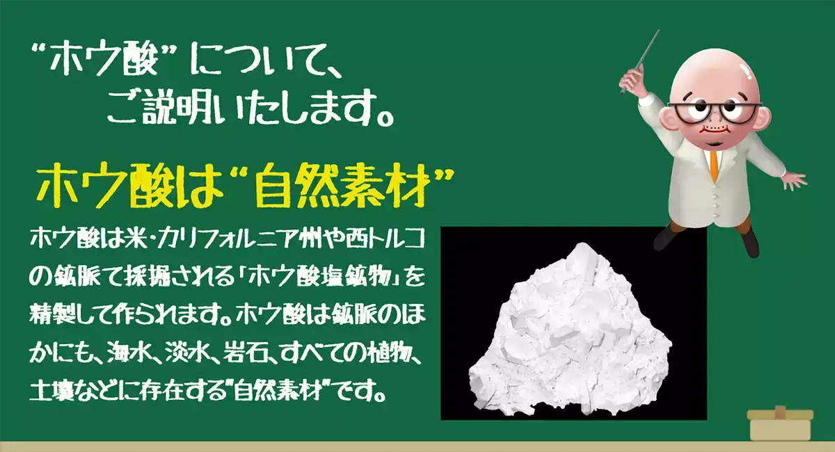 日本ボレイト