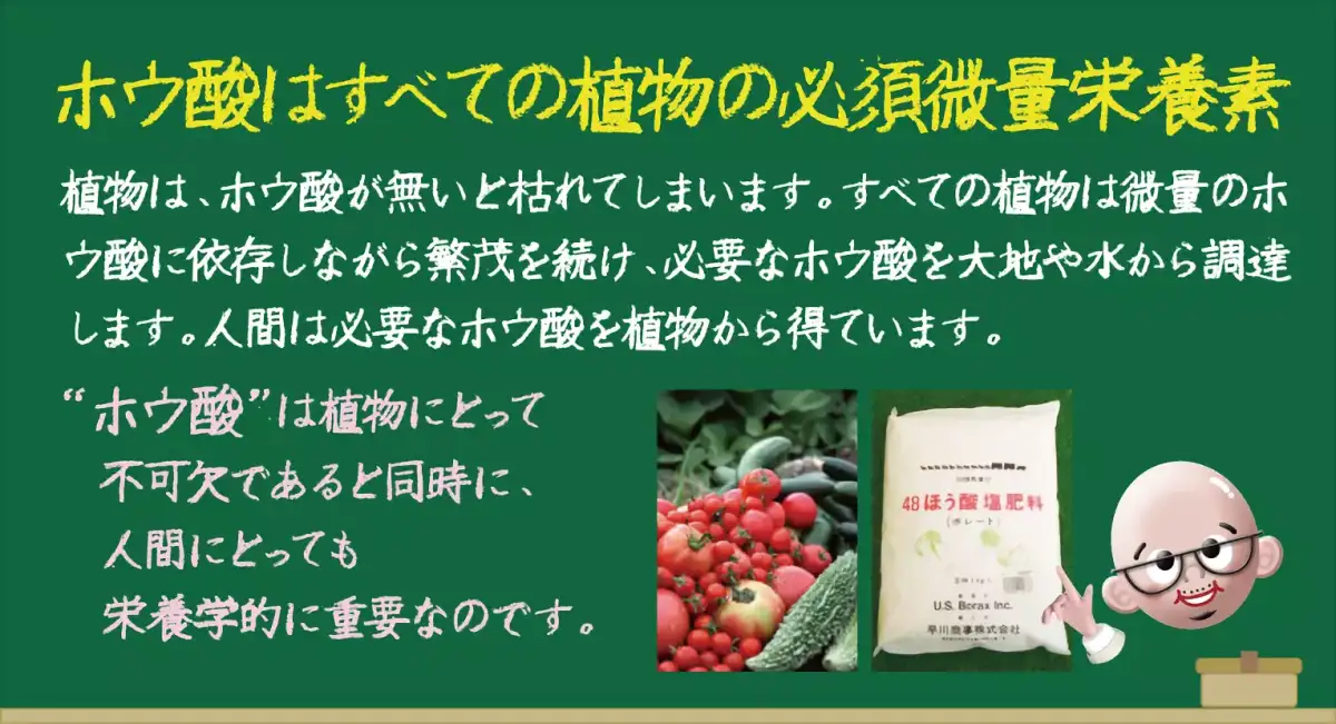 日本ボレイト