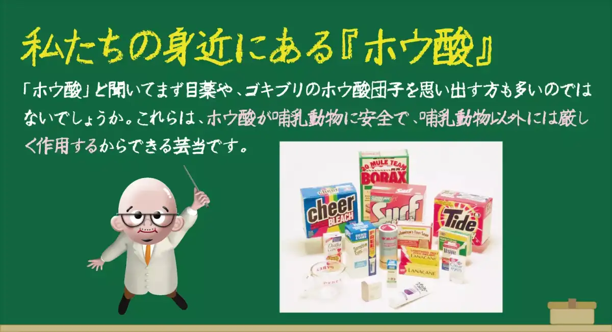 日本ボレイト